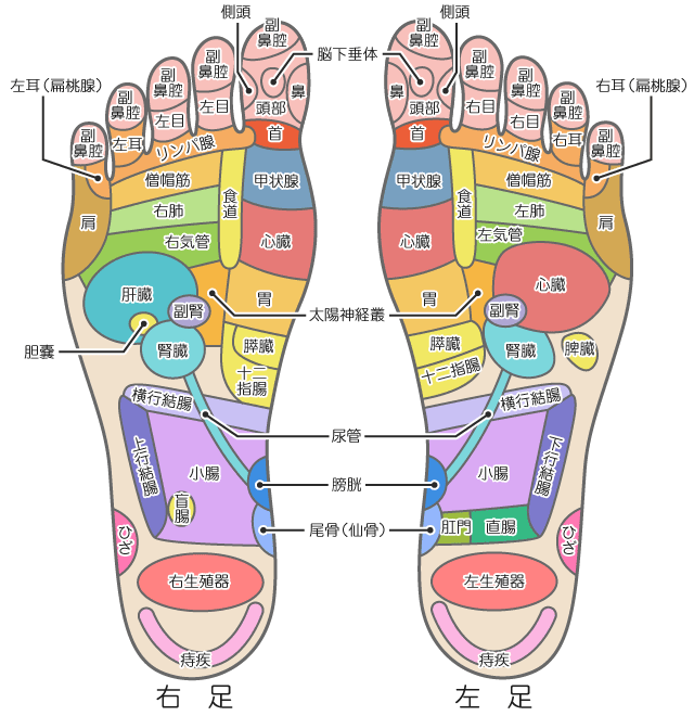 足 つぼ マッサージ 効果